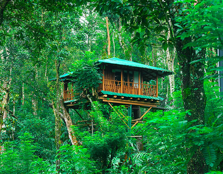 tree house package kerala